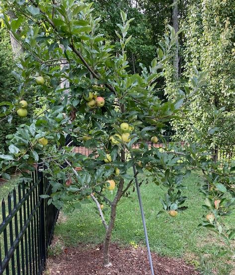 Backyard apple tree.JPG